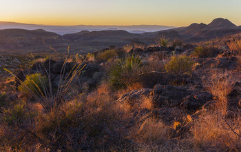 Shrubs and grasses in the already dry Chihuahuan Desert are further affected by drought.