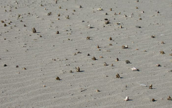 Photo of dead sand crabs washed up on the shore of a beach in Chile.