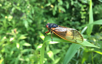 Cicada on a leaf