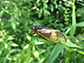 Cicada on a leaf