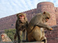 Rhesus macaques wander in the city of Agra