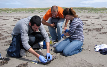 Photo of COASST volunteers tagging a sooty shearwater.