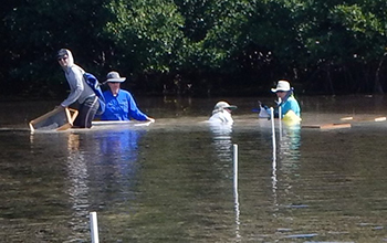 scientists associated with the project collect lucinid clams