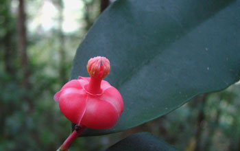 Close up of scarlet flower of Symphonia globulifera in the Amazon.