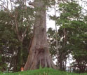 Giant kapok tree near the Amazon River.