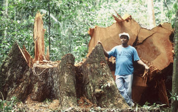 Mahogany tree that fallen down in the Amazon forest.