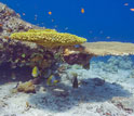 two fish beneath coral and other fish swimming above.