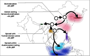 map shows the spread of rice into both northern and southern Asia