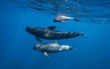 Long-finned pilot whales in the Northeast U.S. shifted poleward as water temperatures warmed.
