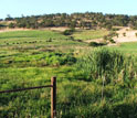 Photo of a wetland in an agricultural area in the Sierra Foothills of California.