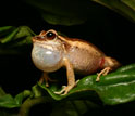 Photo of a tropical common coqui frog singing.