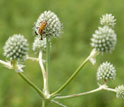 Photo of a plant and insect in the Chicago Wilderness.