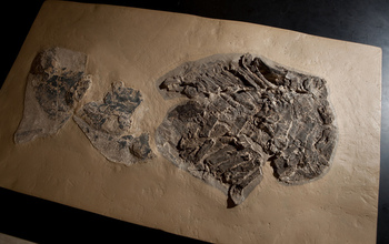 Fossil skeleton of the ancient shark Gladbachus.