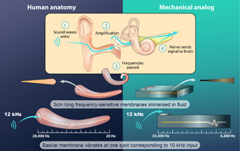 This illustration compares the artificial cochlea to its mammalian counterpart.