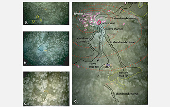 Four scenes from underwater video of the seafloor