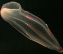 Photo of a comb jelly.