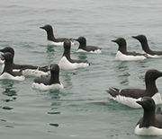 Common murres and other seabirds are at risk in domoic acid-producing Pseudo-nitzchia blooms.
