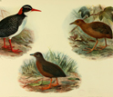 Illustrations of the extinct Hawaiian Rail and Hawaiian Spotted Rail or Hawaiian Crake.