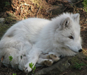 Photo of an arctic fox.