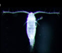 Images showing 13 developmental stages of copepod Acartia tonsa from egg through adult.