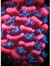 Photo of the natural fluorescence of Acropora millepora under a dissecting microscope.