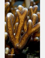Photo of living corals, which consist of individual animal polyps atop a calcium carbonate skeleton.