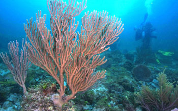 Coral reef as seen underwater
