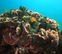 corals and fish at submarine springs along the Caribbean Coast of Mexico.