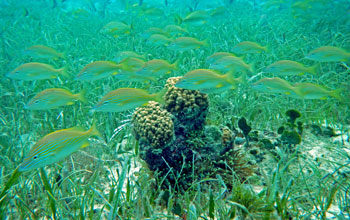 Fish, plants and the coral reef