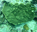 Eroded coral growing in more acidic conditions
