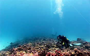 Marine biologist Julia Baum sampling coral colonies at Kiritimati (Christmas Island).
