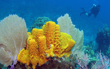 Scientists research chemical defenses in tube sponges off Little Cayman Island.
