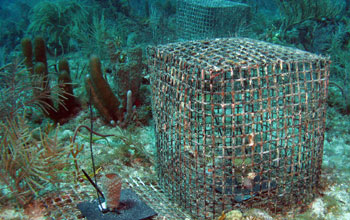 Sponge growth experiment underway on Conch Reef, Key Largo, Florida.