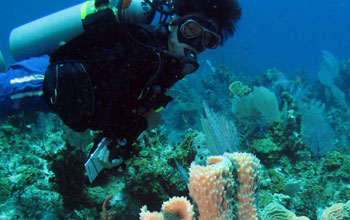 Diver surveys a gray tube sponge with "bite marks" from angelfish