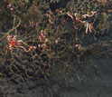 Photo of deep-sea coral colonies with dark wilted branches.