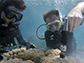 Scientists Anne Cohen (left) and Nathan Mollica extract core samples from a giant Porites coral