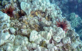 Porites lobata