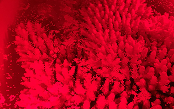 corals spawning under red light in a tank