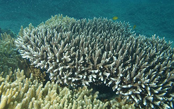 a branching Acropora yongei