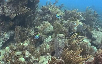 Underwater coral reef