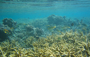 Photo of Acropora coral on NSF's Moorea Coral Reef LTER site.