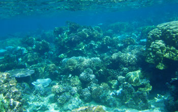 Photo of the lagoon reef at the Moorea LTER site.