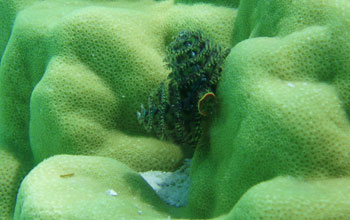Photo taken in Tahitian waters of the coral Porites with Christmas tree worm.
