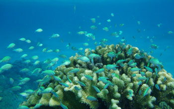 Photo of a head of Pocillopora coral with small fish in a lagoon.