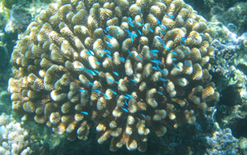 Close-up photo of Pocillopora coral with small fish darting in and out of the reef.
