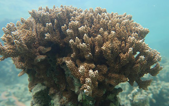 the rice coral Montipora capitata