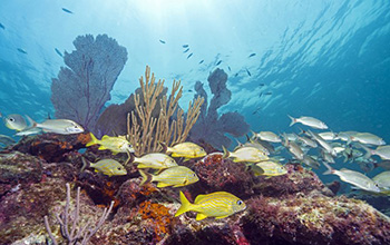coral reef in the Florida Keys