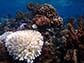 a bleached elkhorn coral colony stands out among healthy corals