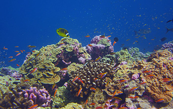 A healthy coral reef in the Phoenix Islands Protected Area.