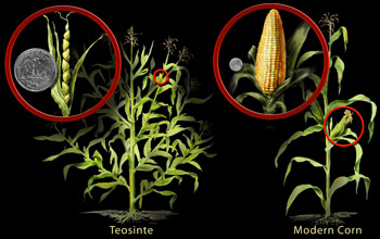 teosinte and corn image